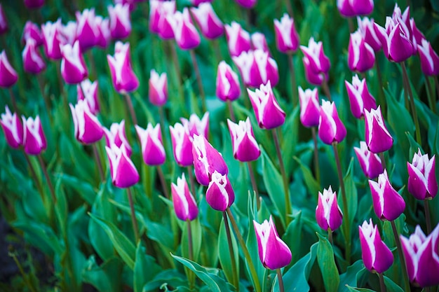 Wiosenna łąka z fioletowymi kwiatami tulipanów kwiatowymi tłem