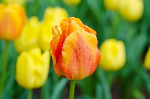 Wiosenna łąka z żółtymi i czerwonymi kwiatami tulipanów, kwiatowy słoneczny sezonowy tło wielkanocne