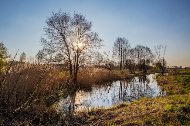 Wiosenna natura do druku na zewnątrz jeziora na białorusi