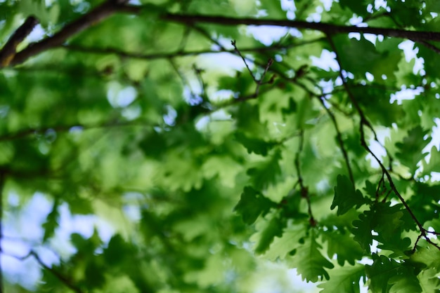 Wiosenna natura wielkiego drzewa w lesie dębowym młode zielone liście na gałęziach