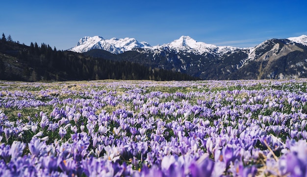 Wiosenna przyroda w Słowenii Europa Velika Planina lub Wielkie Pastwisko w Alpach Kamnickich Fioletowy szafran lub fioletowe krokusy kwitnące na łące na tle ośnieżonych szczytów gór