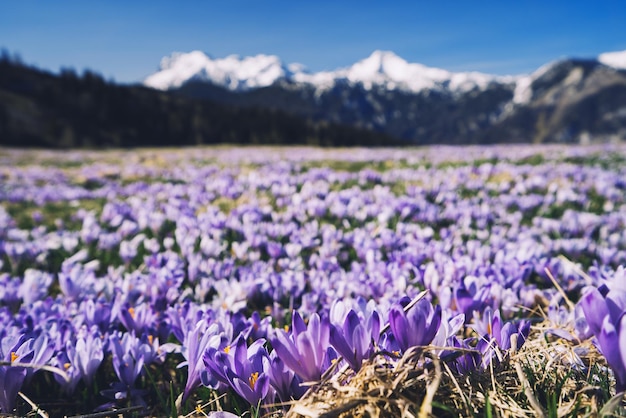 Wiosenna przyroda w Słowenii Europa Velika Planina lub Wielkie Pastwisko w Alpach Kamnickich Fioletowy szafran lub fioletowe krokusy kwitnące na łące na tle ośnieżonych szczytów gór