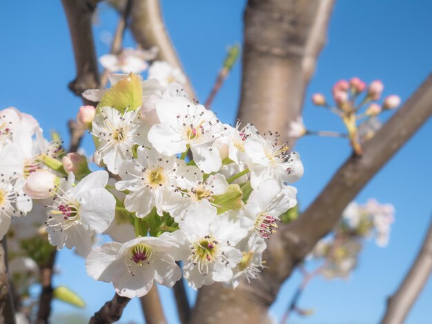 Wiosenna scena bukietu białych kwiatów z fioletowymi detalami na gałęziach drzewa Prunus domestica w słoneczny dzień i błękitne niebo w tle