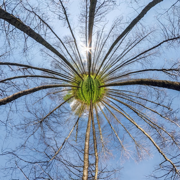 Wiosenna transformacja małej planety sferycznej panoramy 360 stopni Sferyczny abstrakcyjny widok z lotu ptaka w lesie z niezdarnymi gałęziami Krzywizna przestrzeni