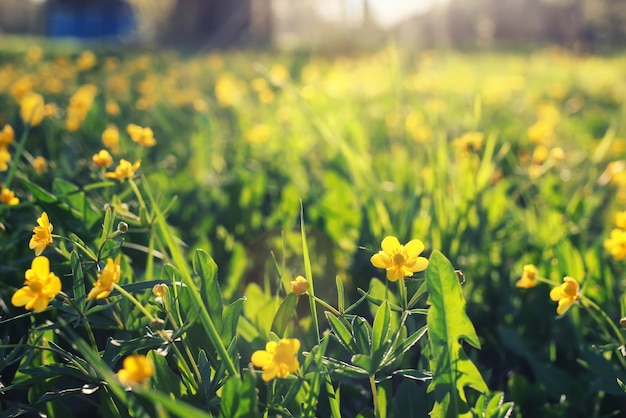 Wiosenna Trawa I Kwiat Na Polu