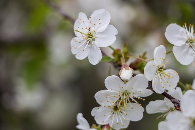 Wiosenne białe kwiaty Kwitnąca wiśnia wiosną Naturalne tło kwiatowe