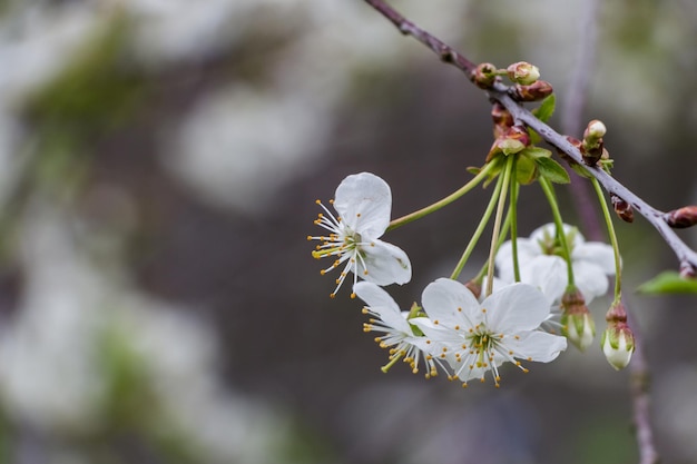 Wiosenne białe kwiaty Kwitnąca wiśnia wiosną Naturalne tło kwiatowe