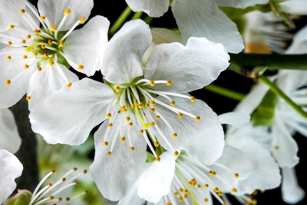 Wiosenne białe kwiaty wiśni na czarnym tle zbliżenie makrofotografii