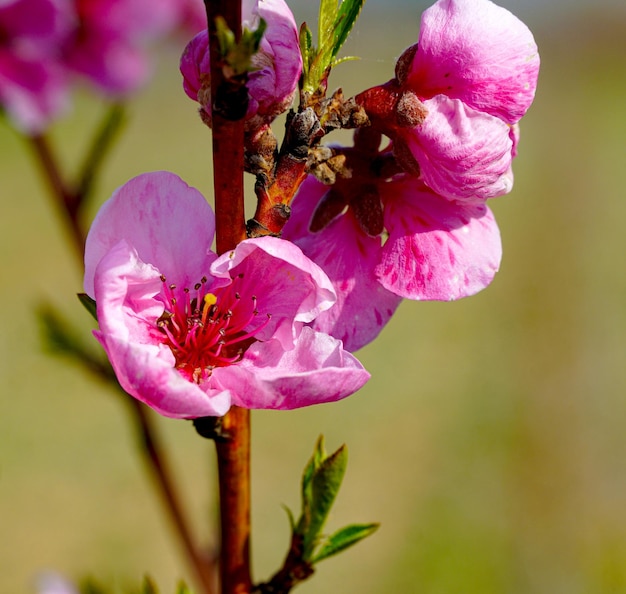 wiosenne brzoskwiniowe drzewo z różowymi kwiatami