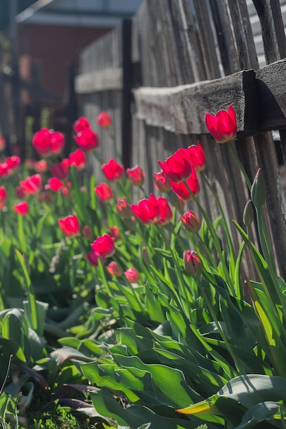 Wiosenne czerwone tulipany na tle ogrodzenia