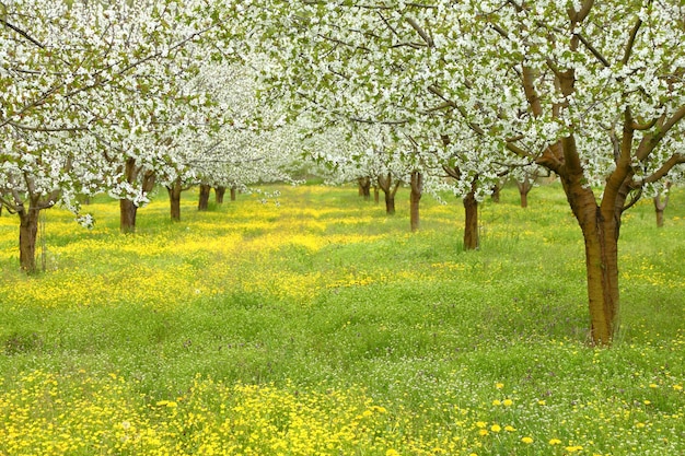 Wiosenne drzewa kwitnące w zielonym polu