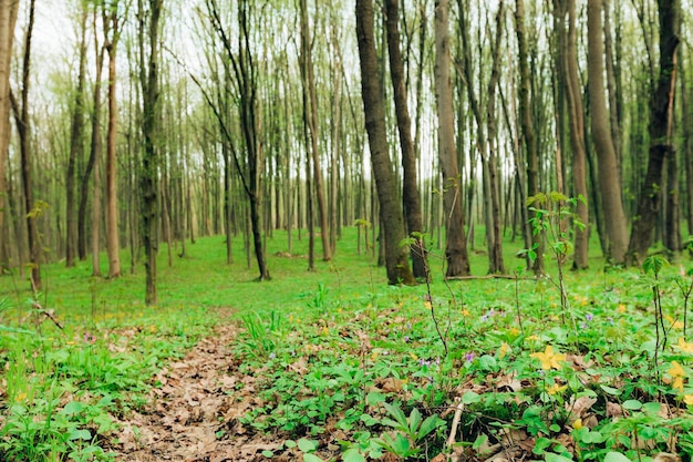 Wiosenne drzewa leśne. natura zielone światło słoneczne drewna tła.