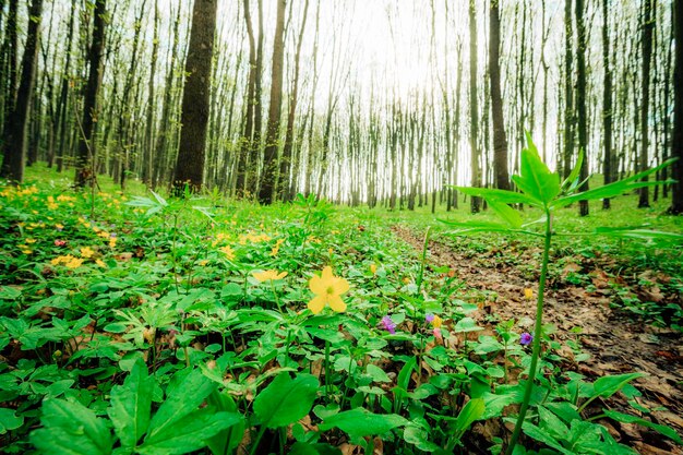 Wiosenne drzewa leśne. natura zielone światło słoneczne drewna tła.