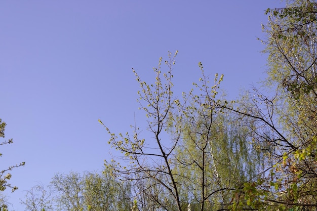 Wiosenne drzewa na niebieskim tle nieba