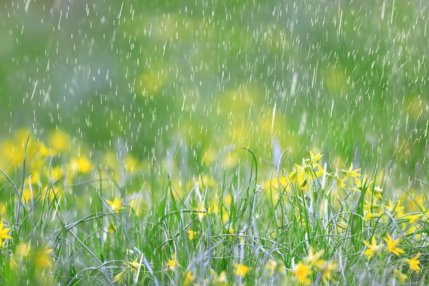 Wiosenne Dzikie Kwiecie Krople Deszczu Abstrakcyjne Tło