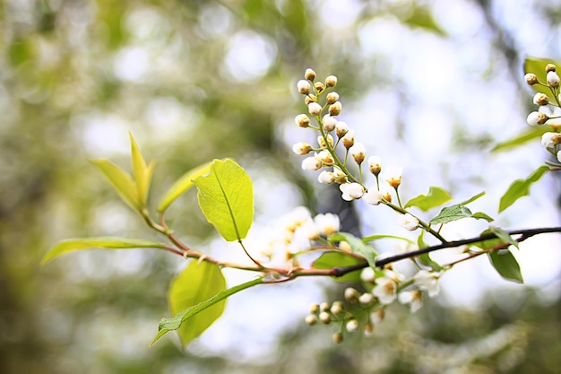 wiosenne gałęzie młode liście, abstrakcyjne tło sezonowy marzec kwiecień, pąki na gałęziach natura