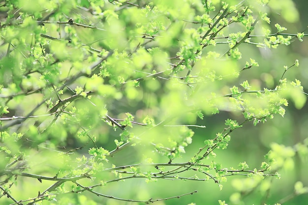 wiosenne gałęzie młode liście, abstrakcyjne tło sezonowy marzec kwiecień, pąki na gałęziach natura