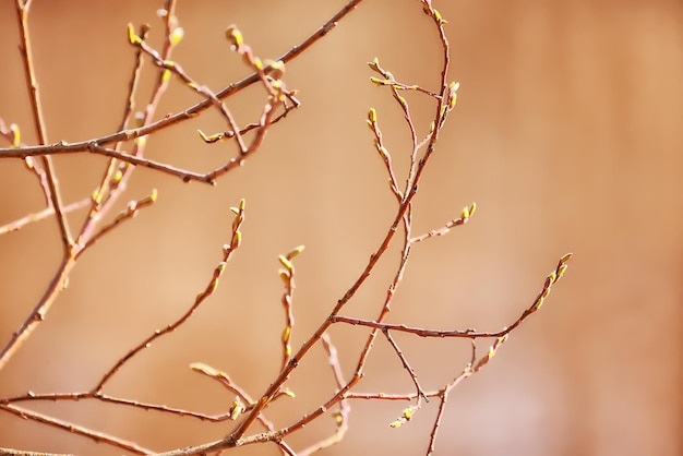 wiosenne gałęzie pędy pozostawia sezonowe tło