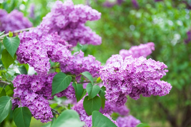 Wiosenne jasne poziome tło z kwitnącymi fioletowymi kwiatami bzu w świeżym zielonym ogrodzie