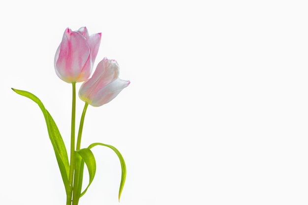 wiosenne kolorowe kwiaty tulipany kolekcja kwiatów