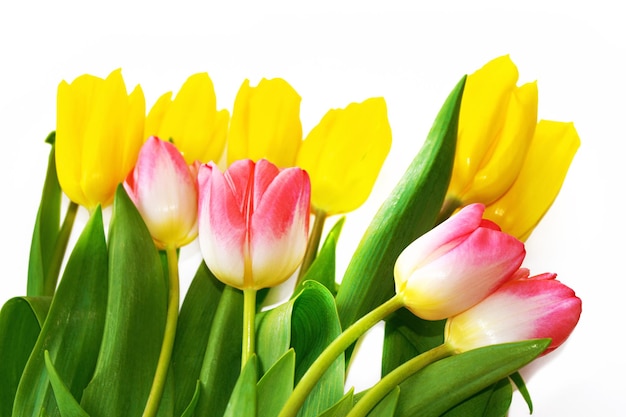 Wiosenne kolorowe kwiaty tulipany kolekcja kwiatowa