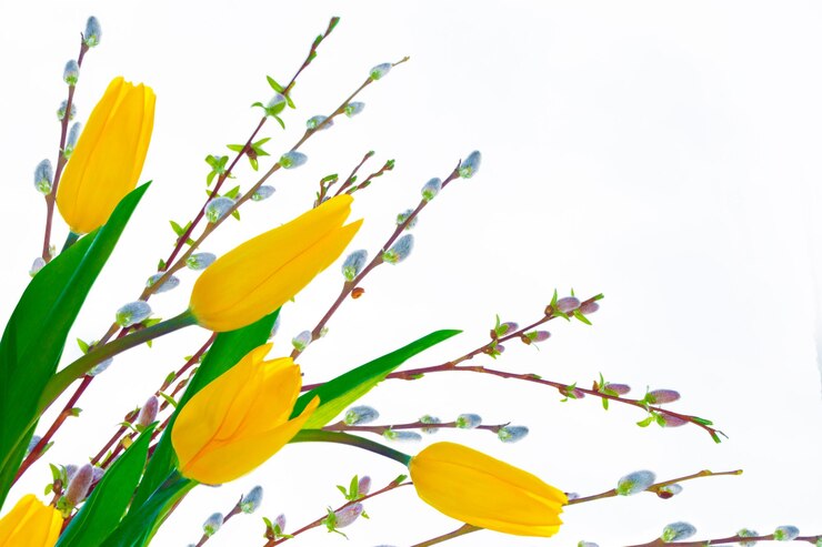 Zdjęcie wiosenne kolorowe kwiaty tulipany wierzby kolekcja kwiatowa