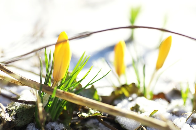Zdjęcie wiosenne kwiaty, białe krokusy przebiśniegi promienie słońca. białe i żółte krokusy w kraju na wiosnę. zakwitły świeże, radosne rośliny. młode kiełki.