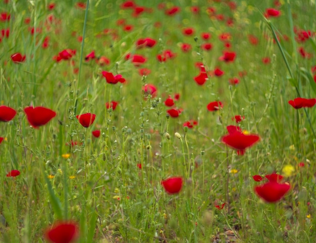 Wiosenne kwiaty czerwone maki Papaver na wiejskiej drodze wśród gór na greckiej wyspie w Grecji