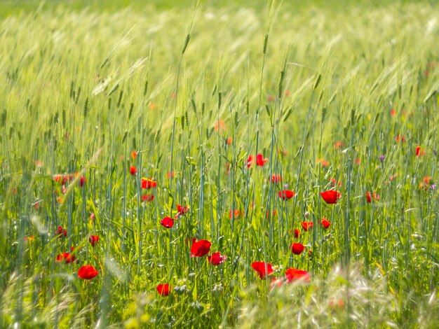 Wiosenne kwiaty czerwone maki Papaver na wiejskiej drodze wśród gór na greckiej wyspie w Grecji