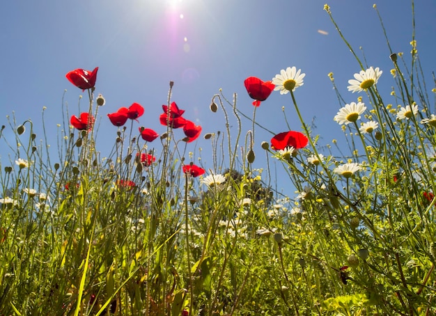 Wiosenne kwiaty czerwone maki Papaver na wiejskiej drodze wśród gór na greckiej wyspie w Grecji