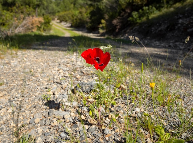 Wiosenne kwiaty czerwone maki Papaver na wiejskiej drodze wśród gór na greckiej wyspie w Grecji