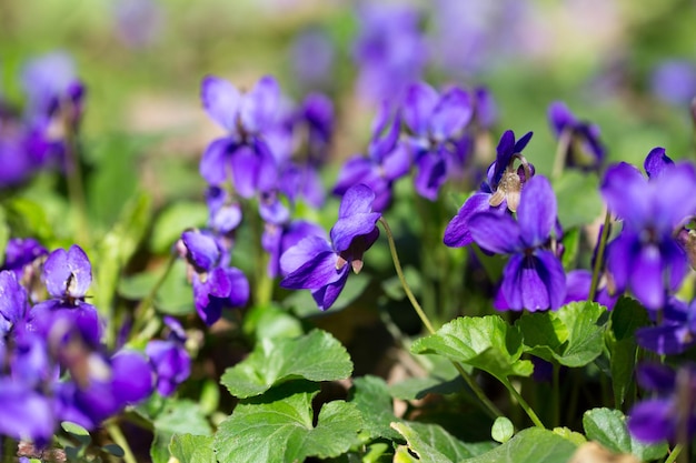 Wiosenne kwiaty fiołek drzewny viola odorata pies dziki fiołek viola hirta viola sororia słodki fiołek kwiat królowej Charlotte fiołki fiołki kwiaty kwitną w wiosennym lesie Viola odorata