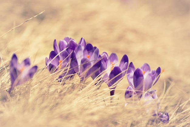 Wiosenne Kwiaty Krokusa