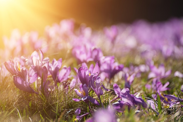Wiosenne kwiaty krokusa