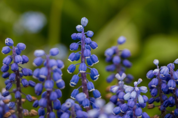 Wiosenne kwiaty Kwitnące purpurowe muscari zbliżenie naturalny kwiat tła