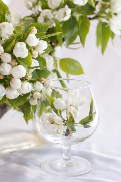 Wiosenne kwiaty kwitnącej gruszki na białym tle Kwitnące kwiaty drzewa owocowego