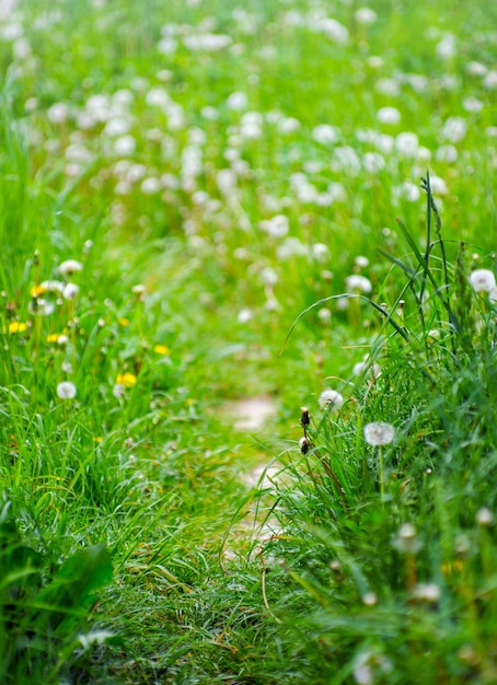 Zdjęcie wiosenne kwiaty łąki na letnim polu pączka