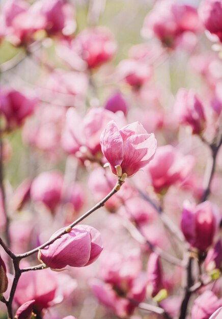 Wiosenne kwiaty magnolii na naturalnym tle Na tym zdjęciu zastosowano efekt tonowania kolorów