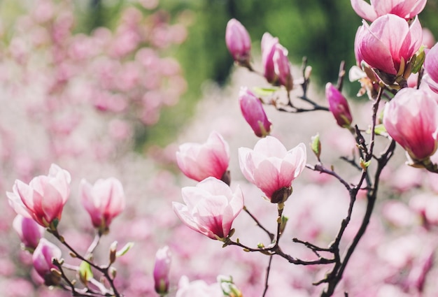 Wiosenne kwiaty magnolii na naturalnym tle Na tym zdjęciu zastosowano efekt tonowania kolorów