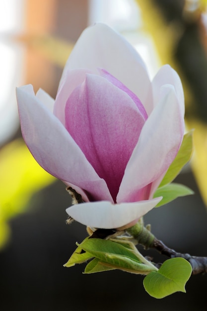 Zdjęcie wiosenne kwiaty magnolii, naturalne abstrakcyjne miękkie kwiatowe