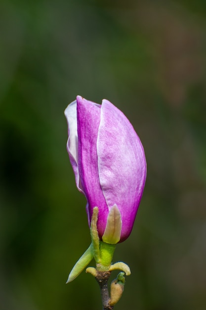 Wiosenne kwiaty magnolii, naturalne abstrakcyjne miękkie tło kwiatowy