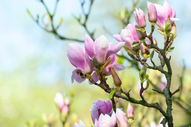 Wiosenne kwiaty magnolii, naturalne abstrakcyjne miękkie tło kwiatowy