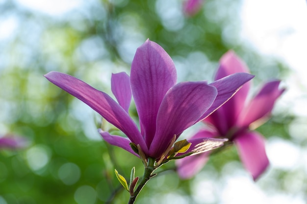 Wiosenne kwiaty magnolii, naturalne abstrakcyjne miękkie tło kwiatowy