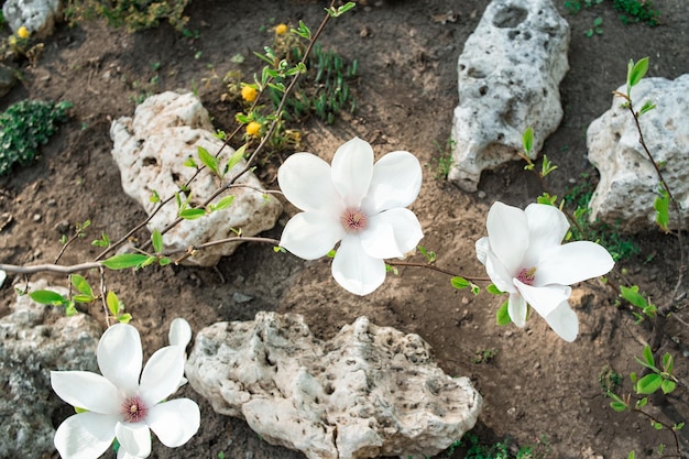 Wiosenne kwiaty magnolii Początek wiosny