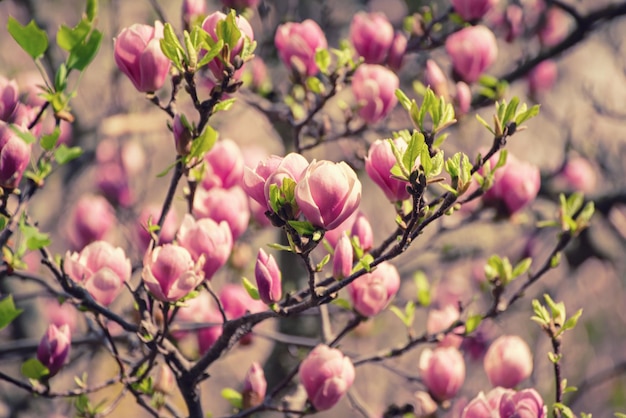 Wiosenne kwiaty magnolii