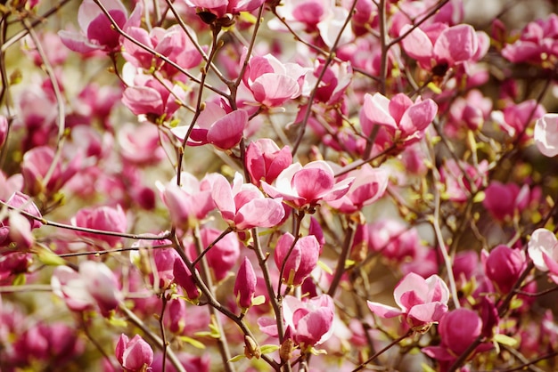 Wiosenne kwiaty magnolii