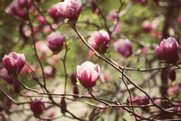 Wiosenne kwiaty magnolii