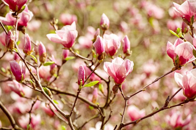 Wiosenne kwiaty magnolii