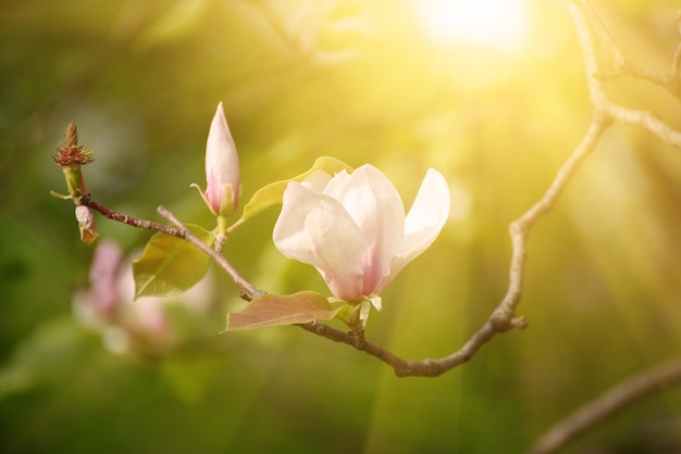 Wiosenne kwiaty magnolii