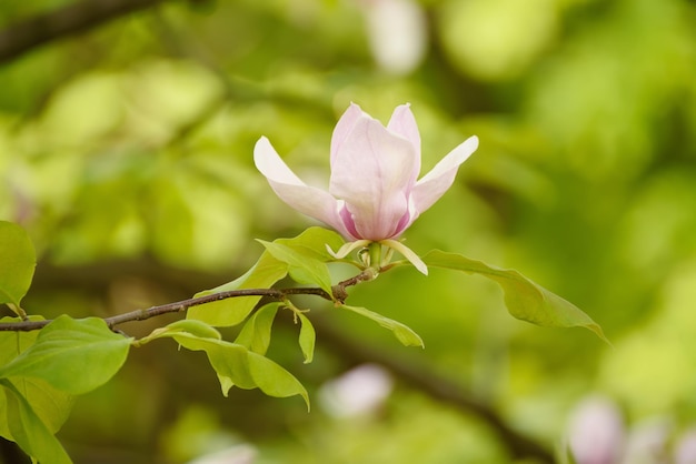 Wiosenne kwiaty magnolii